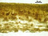 Cutleria adspersa7